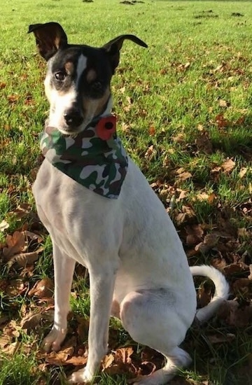 Front side view of a small breed with long legs, tricolor dog with a white body an da black and tan head, a black nose and brown eyes sitting outside in grass and brown leaves wearing a cammo bandanna.